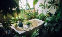 พืชสำหรับห้องน้ำ