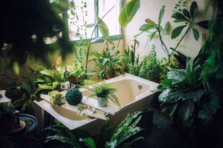 เคล็ดลับพืชที่ดีที่สุดสำหรับห้องน้ำ